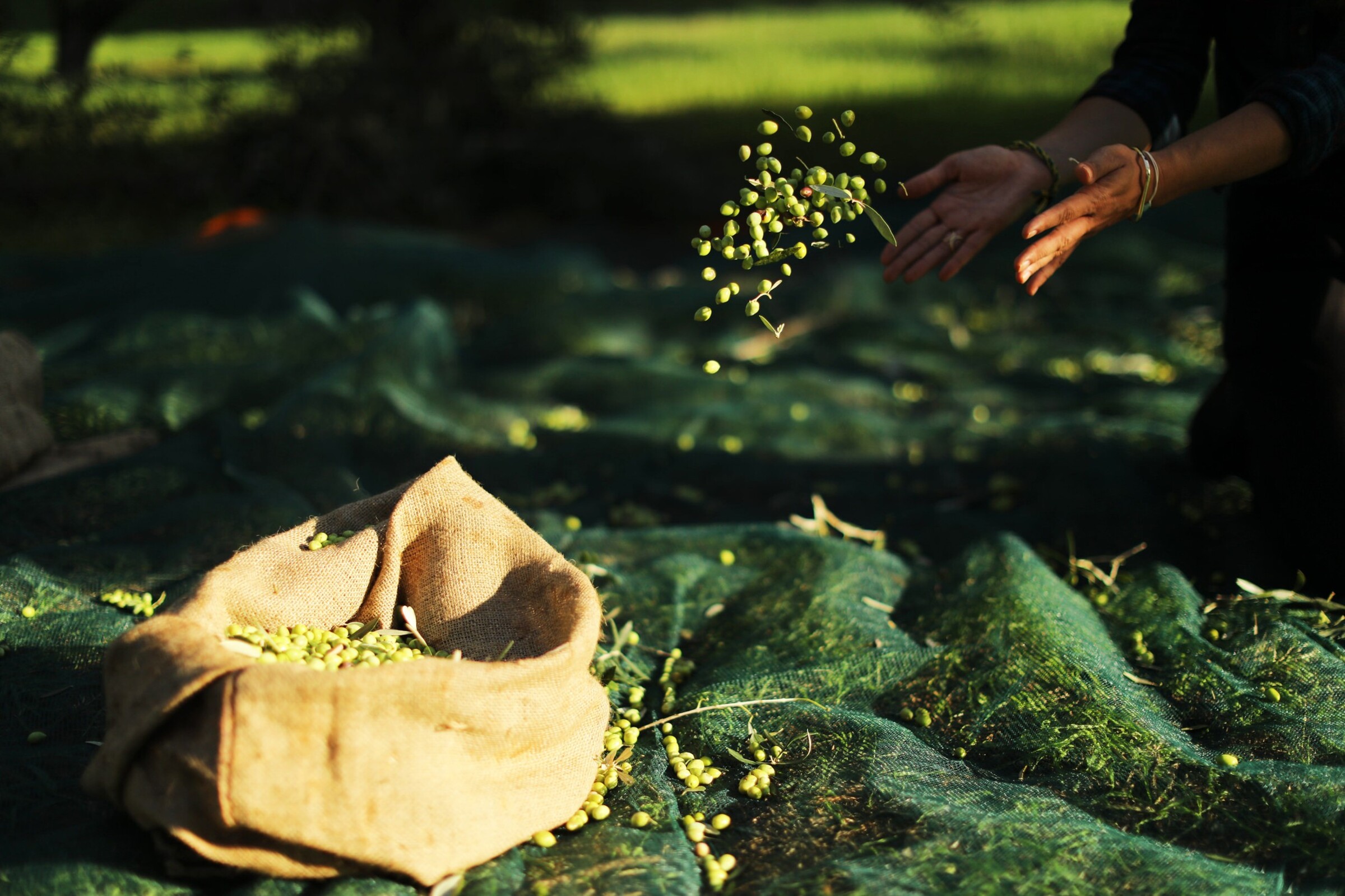 Die „goldene“ Route der Olive. Eine Reise voller Genüsse und Kultur auf dem Peloponnes