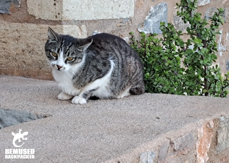 The Cats Of Greece: The Purrfect Travel Companions