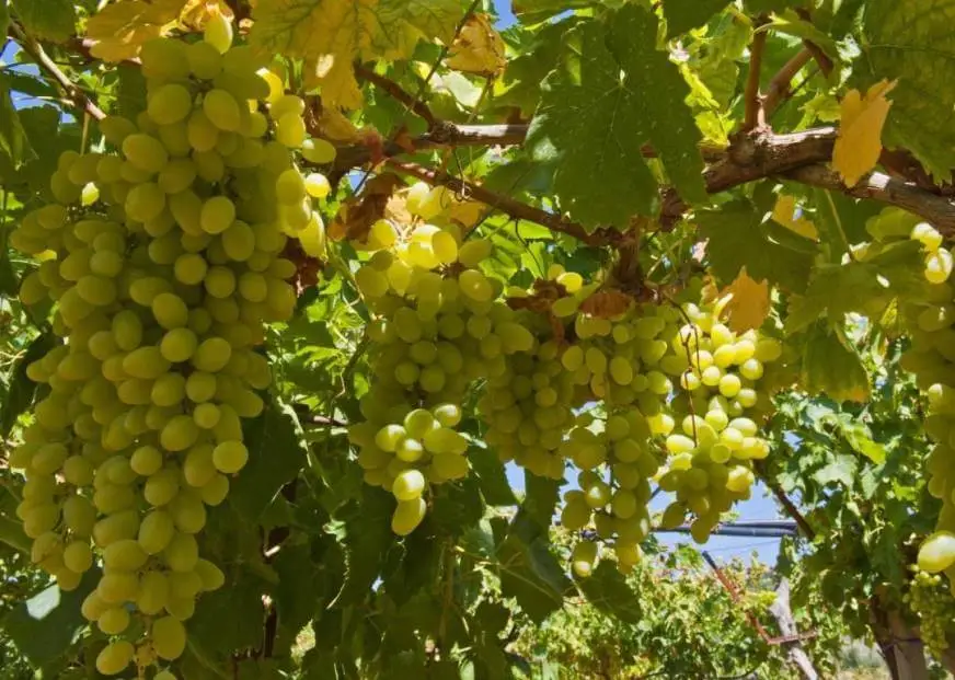 Savouring Sustainability Wine-hopping Adventures across Greece’s Inimitable Islands