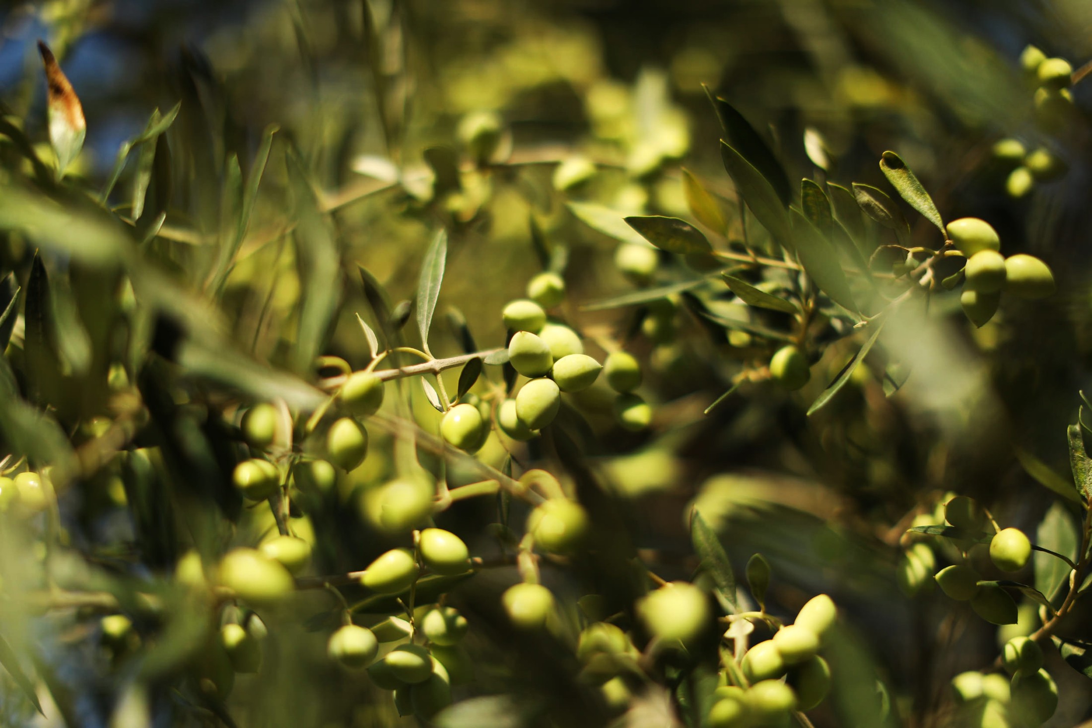 Koroni, die Heimat der Koroni-Olive