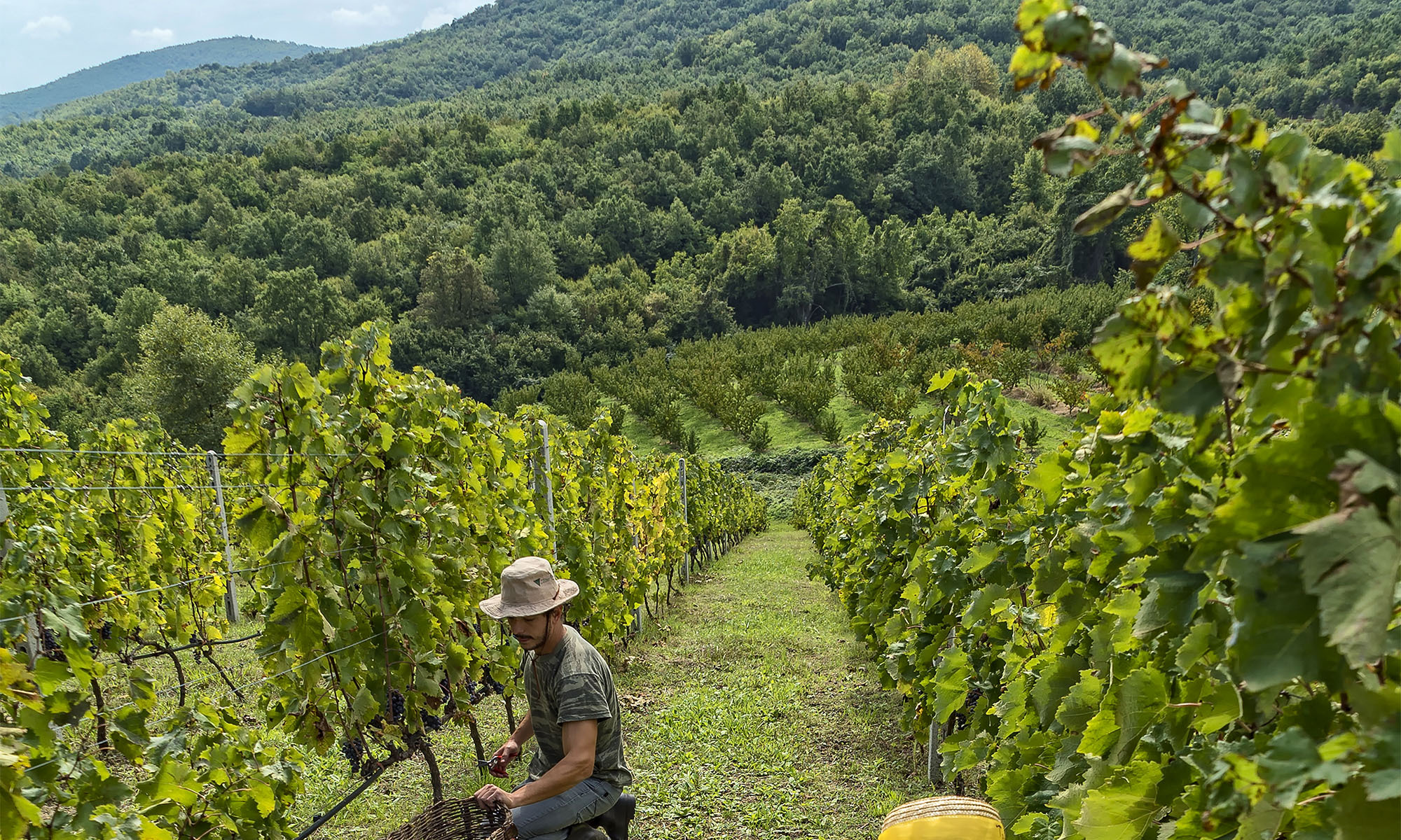 Das Weingut Kir-Yianni